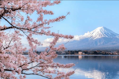 beste Reisezeit Japan – Kirschblüten mit Blick auf den Fuji am See Kawaguchi
