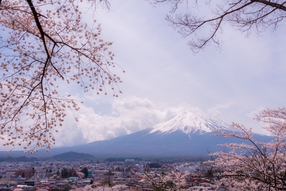 japón con la montaña y los cerezos en flor