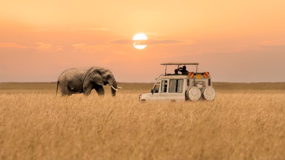 Serengeti Safari