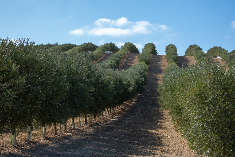 olivos en córdoba, españa