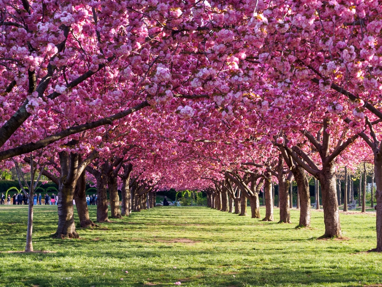 Les cerisiers en fleurs au jardin botanique de Brooklyn [Source&nbsp;: Viewing.nyc] 
