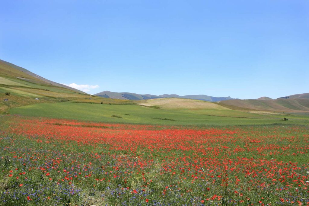 Weekend in Umbria: dove andare in primavera – la fioritura a Castelluccio di Norcia