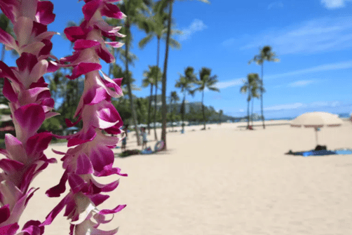 melhor altura para ir ao Havai – praia tropical com palmeiras e mar azul