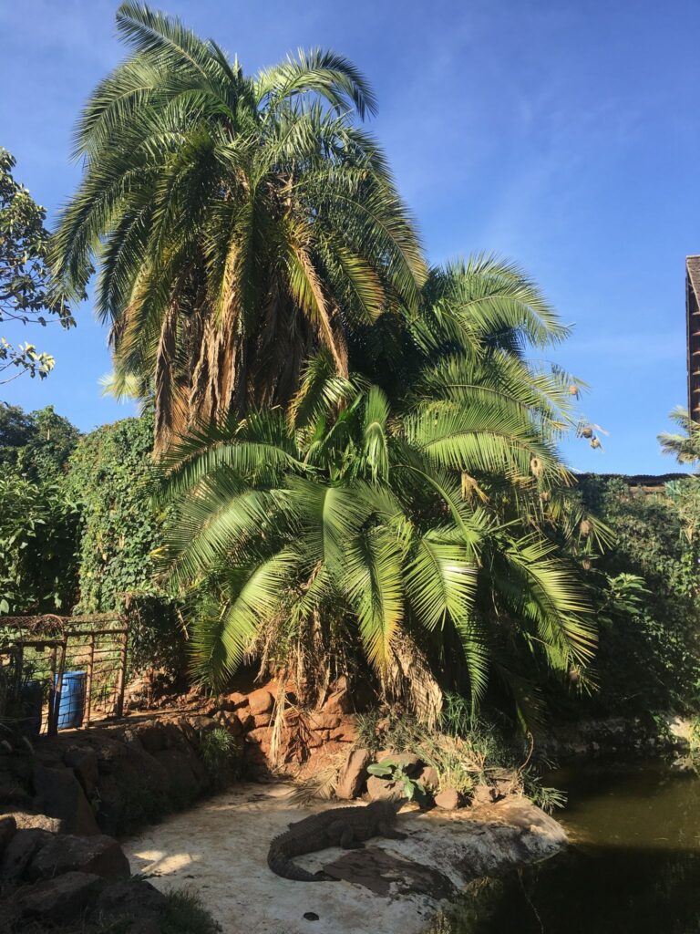 A closer look at Nile crocodiles in one of Kenya’s largest crocodile centers